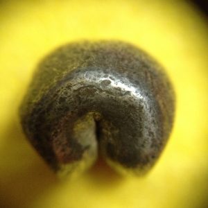 พดด้วงรัตนโกสินทร์เม็ดบาทสมัย ร.1 พ.ศ.2325-2352 (ตราอุณาโลม-กรงจักร )ตราสวยงามคลาสสิก เม็ดที่ 4 - Image 3