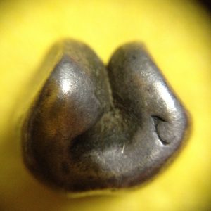 พดด้วงรัตนโกสินทร์เม็ดบาทสมัย ร.1 พ.ศ.2325-2352 (ตราอุณาโลม-กรงจักร )ตราสวยงามคลาสสิกตอกรอยเม็ดข้าวสารชัดเจน เม็ดที่ 5 - Image 4