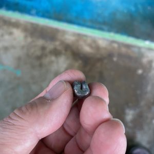 เม็ดเงินโบราณพดด้วงสมัยกรุงสุโขทัยหนักสองสลึงตรา ช้างการ์ตูน -หอยสังข์ คมชัดสวยงาม - Image 3