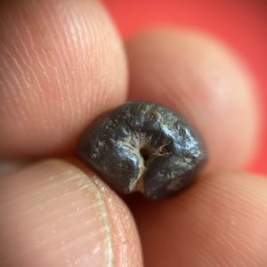 พดด้วงสมัยสุโขทัยเม็ดสองสลึงหายากมาก ตรา ช้างการ์ตูน - หอยสังข์ รอยบากขากว้าง สภาพคมชัดสวยงาม - Image 3