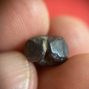 พดด้วงสมัยสุโขทัยเม็ดสองสลึงหายากมาก ตรา ช้างการ์ตูน - หอยสังข์ รอยบากขากว้าง สภาพคมชัดสวยงาม - Image 4