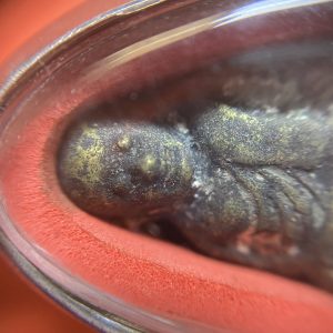 หลวงพ่อเงินหล่อโบราณออกวัดท้ายนำ้ ของรร.บ้านหนองหวาย จ.พิจิตรเลี่ยมแสตนเลส รวมสร้อยคอพร้อมใช้ - Image 2