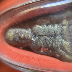 หลวงพ่อเงินหล่อโบราณออกวัดท้ายนำ้ ของรร.บ้านหนองหวาย จ.พิจิตรเลี่ยมแสตนเลส รวมสร้อยคอพร้อมใช้ - Image 4