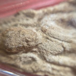 พระพุทธชินราชเนื้อดินออกสีขาวนวล คมชัดมีหน้าตา ดูเก่ามาก เลี่ยมอยู่ในกรอบพลาสติก - Image 3